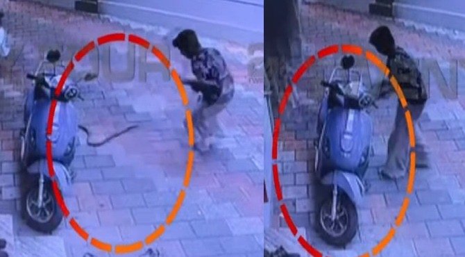 നാദാപുരത്ത് വിദ്യാർഥി പാമ്പ് കടിയേൽക്കാതെ രക്ഷപ്പെട്ടു; പാമ്പ് കൊത്തിയത് പാന്റിൽ