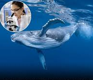 മനുഷ്യൻ്റെ ആയുസ്സ് വർധിപ്പിക്കാൻ തിമിംഗലങ്ങളിലെ പ്രോട്ടീൻ; പ്രതീക്ഷ നൽകി പുതിയ പഠനം