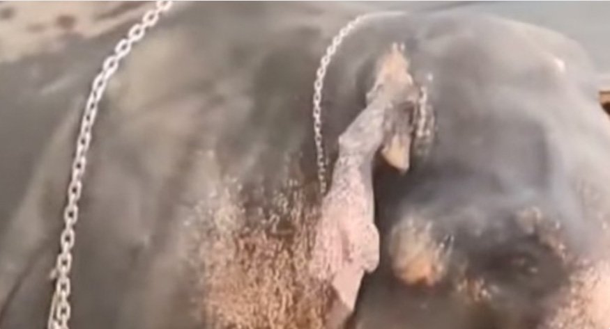 അ​ങ്ക​മാ​ലി​യി​ൽ ആ​ന ഇ​ട​ഞ്ഞ സം​ഭ​വം; പ​രി​ക്കേ​റ്റ പാ​പ്പാ​ന്‍റെ ആ​രോ​ഗ്യ​നി​ല മെ​ച്ച​പ്പെ​ട്ടു