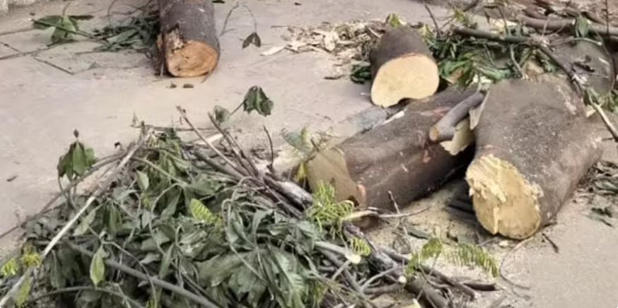 ഓ​ട്ടോ​യ്ക്കു മു​ക​ളി​ൽ മ​രം വീ​ണ് 14 വ​യ​സു​കാ​രി മ​രി​ച്ചു