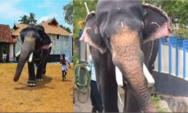 ഇ​രി​ങ്ങാ​ല​ക്കു​ട കൂ​ട​ൽ​മാ​ണി​ക്യം ക്ഷേ​ത്ര​ത്തി​ൽ വീ​ണ്ടും ആ​ന​യി​ട​ഞ്ഞു