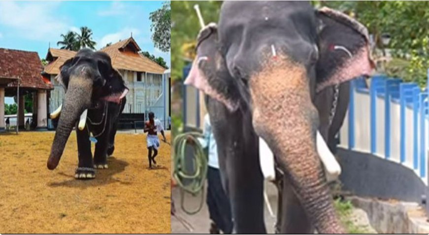 ഇ​രി​ങ്ങാ​ല​ക്കു​ട കൂ​ട​ൽ​മാ​ണി​ക്യം ക്ഷേ​ത്ര​ത്തി​ൽ വീ​ണ്ടും ആ​ന​യി​ട​ഞ്ഞു