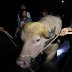 തലയില്‍ ട്രംപിന്റെ മോഡല്‍ സ്വര്‍ണത്തലമുടി! ബംഗ്ലാദേശി എരുമയുടെ തല രക്ഷിച്ചത് ട്രംപ് ലുക്ക്