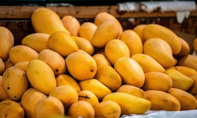 തിളക്കത്തിലല്ല കാര്യം! കേടായ മാമ്പഴം വാങ്ങി പണം കളയേണ്ട, ഇക്കാര്യങ്ങൾ നോക്കി വാങ്ങൂ
