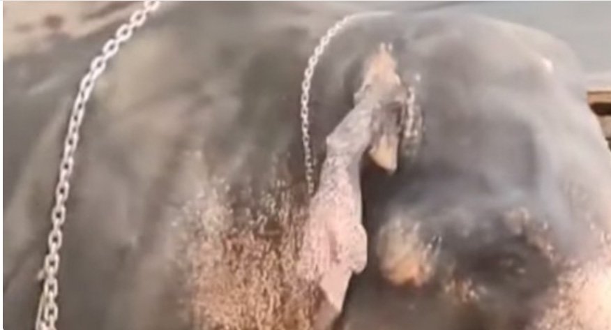 അ​ങ്ക​മാ​ലി​യി​ൽ ഉ​ത്സ​വ​ത്തി​നി​ടെ ആ​ന വി​ര​ണ്ടോ​ടി; ഒരാളെ ചവിട്ടിക്കൊന്നു