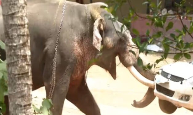 ആ​ന​ക്ക​ലി​യി​ൽ വി​ഷ്ണു​വി​ന് ജീ​വ​ൻ ന​ഷ്ട​മാ​യി, പൊ​ലി​ഞ്ഞ​ത് ഒ​രു കു​ടും​ബ​ത്തി​ന്‍റെ സ്വ​പ്ന​ങ്ങ​ൾ
