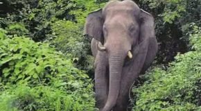 ഗൂഡല്ലൂരിൽ കാട്ടാനക്കലി; 14കാരന് ദാരുണാന്ത്യം