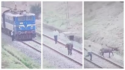 അതിവേഗം പറന്നെത്തിയപ്പോൾ ട്രാക്കിന് നടുക്ക് എരുമ, വണ്ടി നിർത്തി എരുമയെ ഓടിച്ച് ലോക്കോ പൈലറ്റ്; വീഡിയോ വൈറൽ