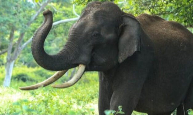 വ​യ​നാ​ട്ടി​ല്‍ കാ​ട്ടാ​ന ആ​ക്ര​മ​ണ​ത്തി​ല്‍ വ​യോ​ധി​ക​ന് പ​രി​ക്ക്
