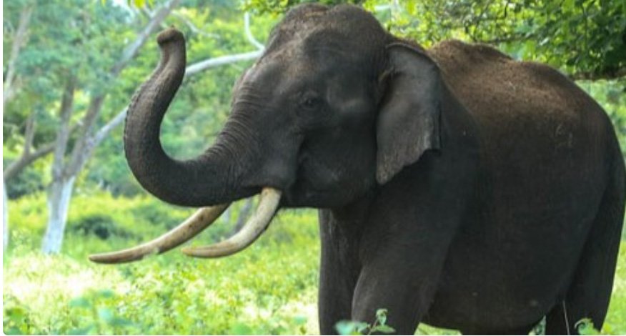 വ​യ​നാ​ട്ടി​ല്‍ കാ​ട്ടാ​ന ആ​ക്ര​മ​ണ​ത്തി​ല്‍ വ​യോ​ധി​ക​ന് പ​രി​ക്ക്