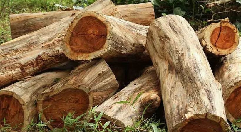 മുട്ടില്‍ മരം മുറി കേസ്; പിടിച്ചെടുത്ത മരങ്ങള്‍ ലേലം ചെയ്യാന്‍ അനുമതി; നാല് കോടി രൂപ മൂല്യം വരുന്ന മരങ്ങള്‍ ലേലം ചെയ്യാം